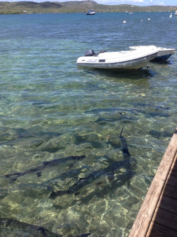 Resident Tarpons at Dingy Dock