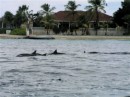 Dolphins in the Bay