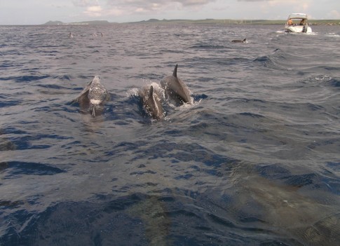 Dolphins playing in front of our tender