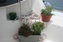 Herb garden - used daily in salads, etc.. yummy.  