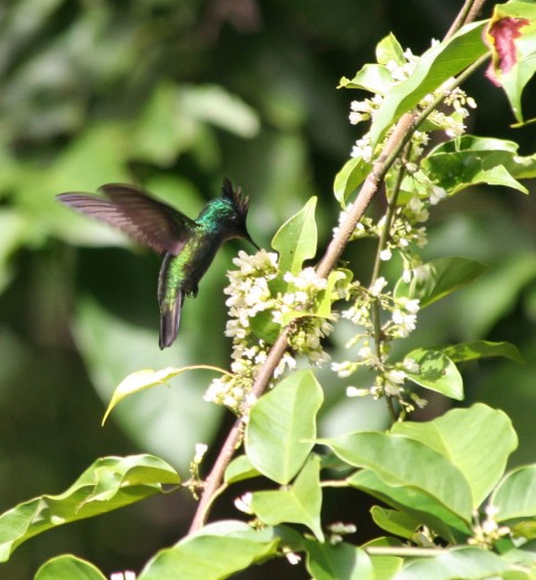 A hummingbird seen on our River Cruise.  Just love my new Canon 70-300mm image stabilizer lens which I got for Xmas which helped me get this photo.