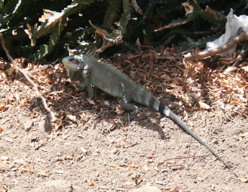 An Iguana, which are protected at Nelson