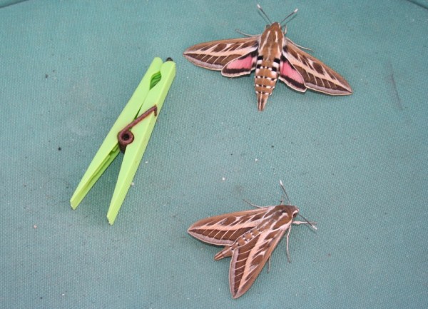 Loved these two moths that visited our cockpit in April