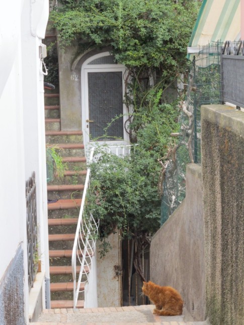 The back streets of Capri have a lot of character