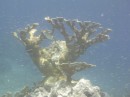 Beautiful large Elkhorn coral