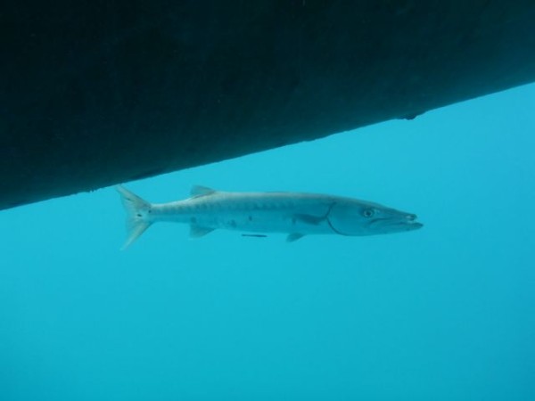 Barracuda under our boat.  They seem to love hanging out between our hulls, but are not aggressive