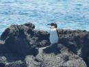 Galapagos Penguin: Small and great swimmers these penguins