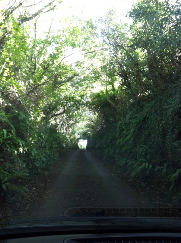 Single lane roads of Devon
