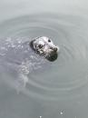 Local seals: Got to love them, but they sure can poop on our dock