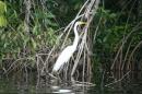 Heron: These white heron are everywhere, just love them