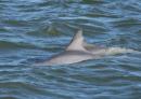Dolphines: Lots of these guys in the ICW