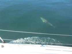 First dolphins of the day