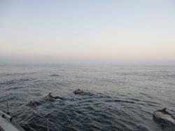 Early morning dolphins