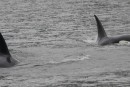 male and female orca