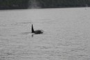 male orca leaving