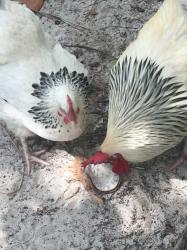 manjack : chickens eating coconut