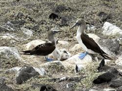 blue footed booby family on espanola