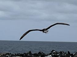 waved albatross flying: 2 meter wingspan