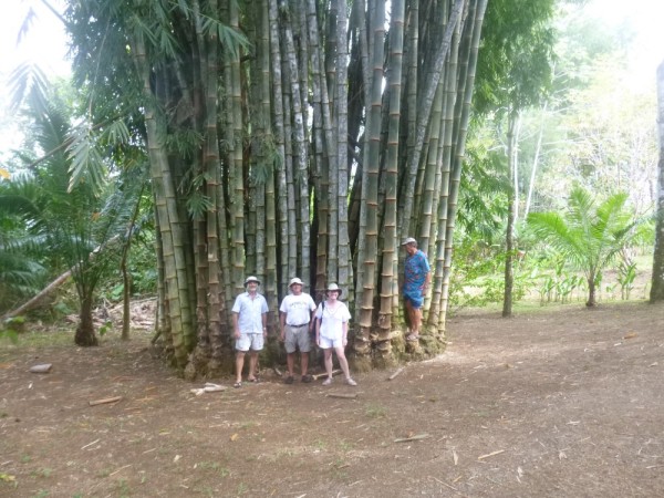 Again huge bamboo