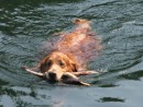 Jake the master retriever, bringing in all the sticks in Big Fry Pan Bay.