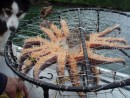 The dreaded sunstar that ate all the crab bait.  Notice the exposed digestive organs surrounding the bait!