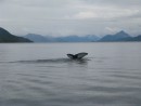 Flukes up in Fitz Hugh Sound, a humpback dives.