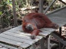Our first sighting of an orang-utan!