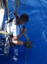 Michael removing sargasso from the windvane.