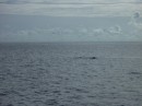 Barely visible, a whale near Gromit. After the third time he swam by, we took the hint and got in the water with our snorkelling gear.
