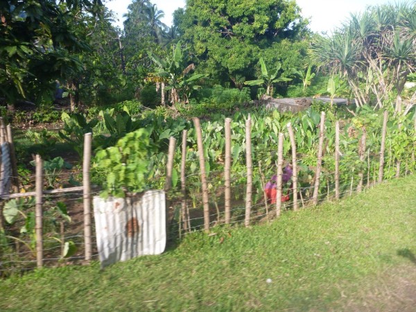As we got closer to the village we saw lots of agriculture; taro root, pineapples, orange trees, and many vegetable gardens.