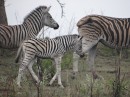 And then we saw a baby.
Maia, our animal crazy gal, said she wanted a baby zebra for Christmas. I guess we