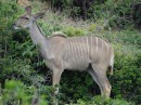 Greater Kudu
Recognizable by the 6 to 10 vertical white stripes.