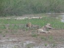 13 lions resting by the river. Could we have asked for more?