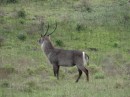 Waterbuck.
Recognizable by the broad, white ring encircling their rumps.