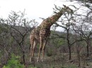 Giraffes were definitely very high on the list of want-to-see.
By about 4 in the afternoon, we hadn