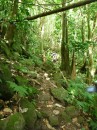 Finally, just before the waterfall, the road became a very rugged path.
The forest was lush and gorgeous.