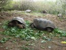 Older tortoises living in their natural environment, yet still within the confines of the centre. They will be released into the wild.