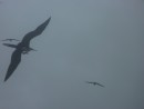 Frigate birds, also called scissor tails because of the their thin tail feathers which open and close like scissors.