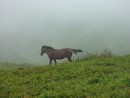 Strong and beautiful wild horses roam the volcanic hills.