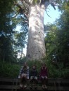 This is Tane Mahuta, believed to be around 2000 years old. Can you imagine? I can