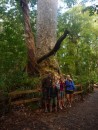 Giant Kauri trees.