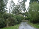 Trees blocking the road with the next ones poised to fall. Within an hour of the trees having been cleared, the leaning ones were blown over, blocking the road again.