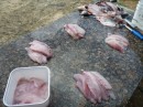 Cleaned, filleted and ready for the freezer.