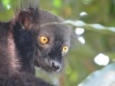 Lemurs have piercing yellow eyes.