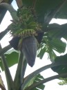 A banana flower with very young bananas.
