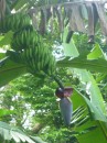 Mature bananas ready for picking.