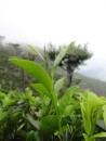 Just the top leaves get plucked off. The final product of 1kg (1000gr) of fresh leaves is 250gr of tea.