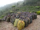 The bags of fresh tea leaves are stacked by the roadside for pick-up.