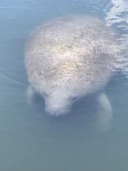 Manatee snoozing in Palm Harbour Marina draws a lot of attention