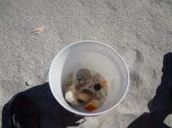 Beach treasures in the bucket that washed up to shore!